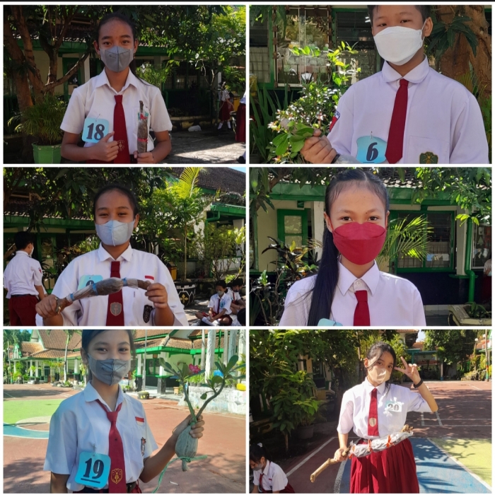 Ujian Praktik Mencangkok Kelas VI 